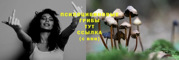 стафф Аркадак